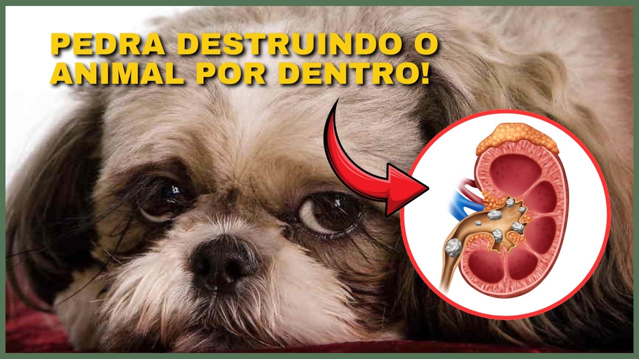 FAÇA ISSO EM CASA para Evitar e Tratar Pedra. Pedra na Bexiga de Cachorro e Gato Tratamento.