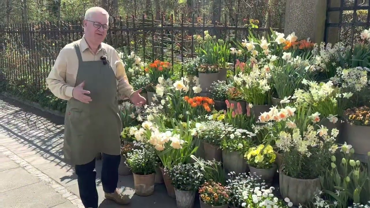 Tulips and daffodils in pots