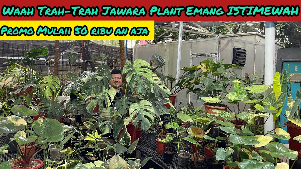 WAH TRAH-TRAH JAWARA PLANT ISTIMEWAH ⁉️ MULAI HARGA 50 RIBUAN AJA