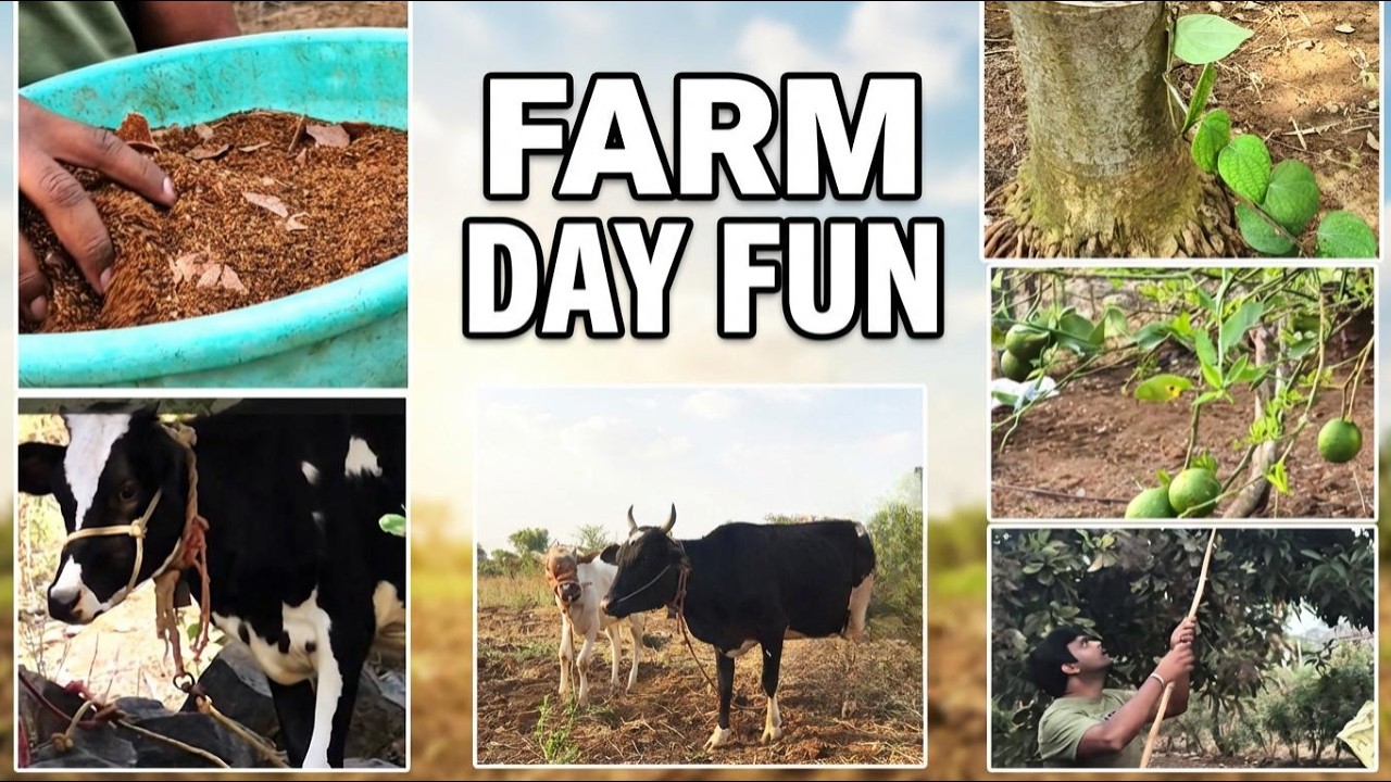 Simple Harvest & Plant Care Routine | Organic Farming