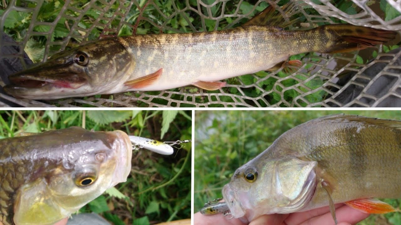 Le PowerTail 3cm, un leurre multi-espèces, chub, perche, brochet.