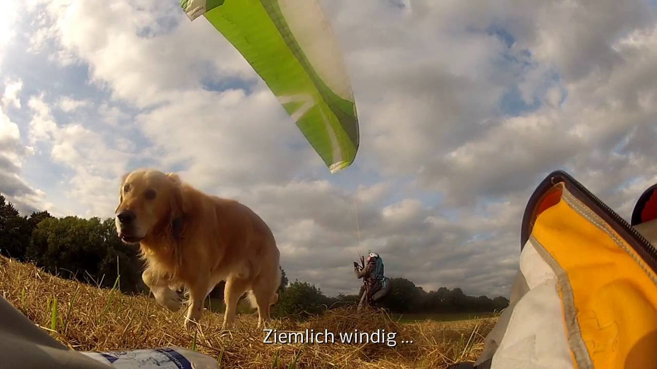 Groundhandling Mescal4 with Goldenretriever Lupo