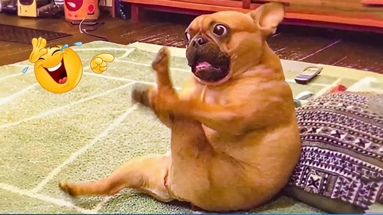 These Dogs Went Too Far 🤣 Funniest Dog Fails 2026 #65