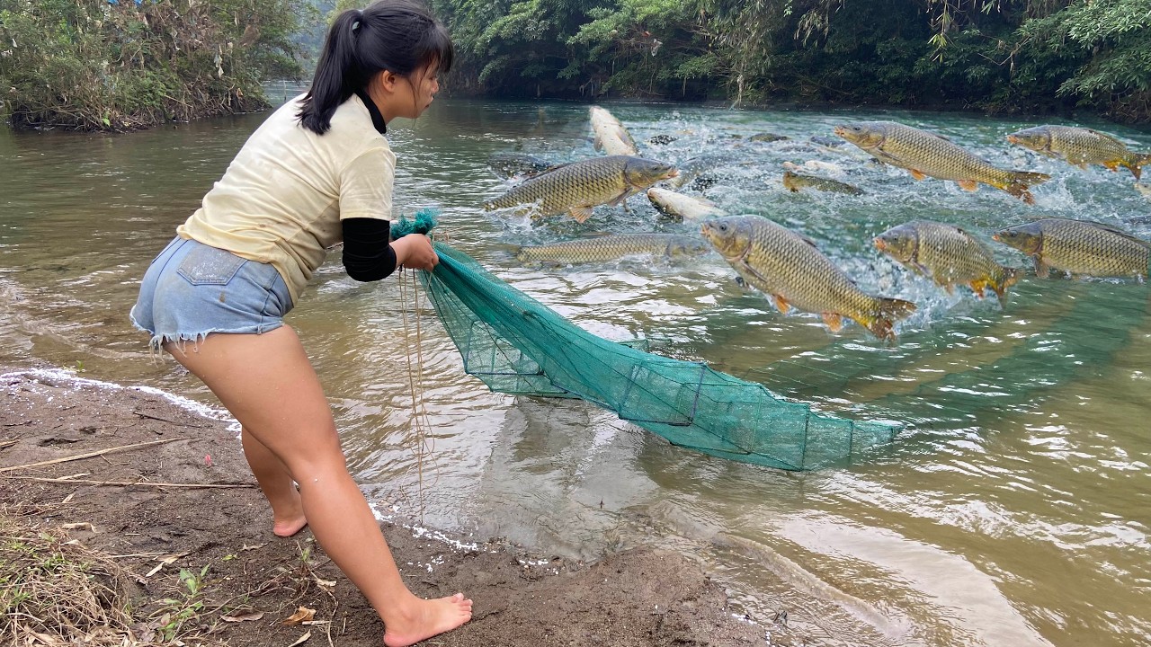 Fishing on the river, traditional fishing methods | Harvesting many large fish to sell at the market