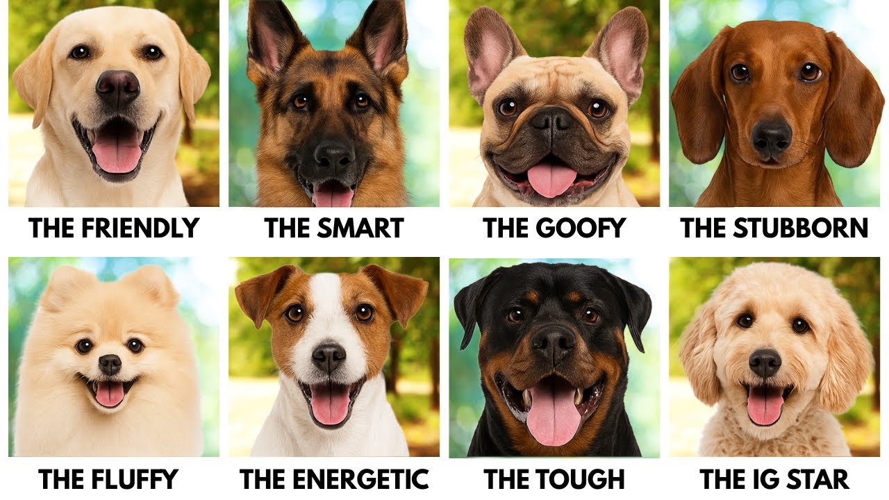 EVERY Dog Breed Explained in 23 Minutes