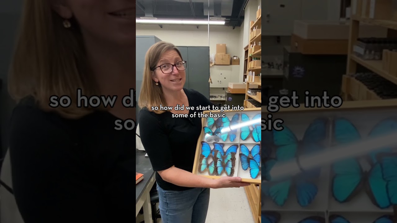 The history and impact of the Morpho butterfly with Emilie Snell-Rood