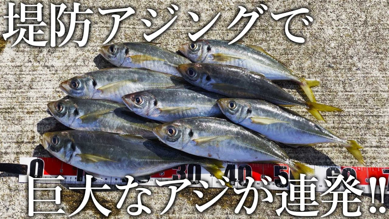 アジング素人でも巨大なアジが爆釣する［アジ釣り聖地］の魚影がスゴすぎました