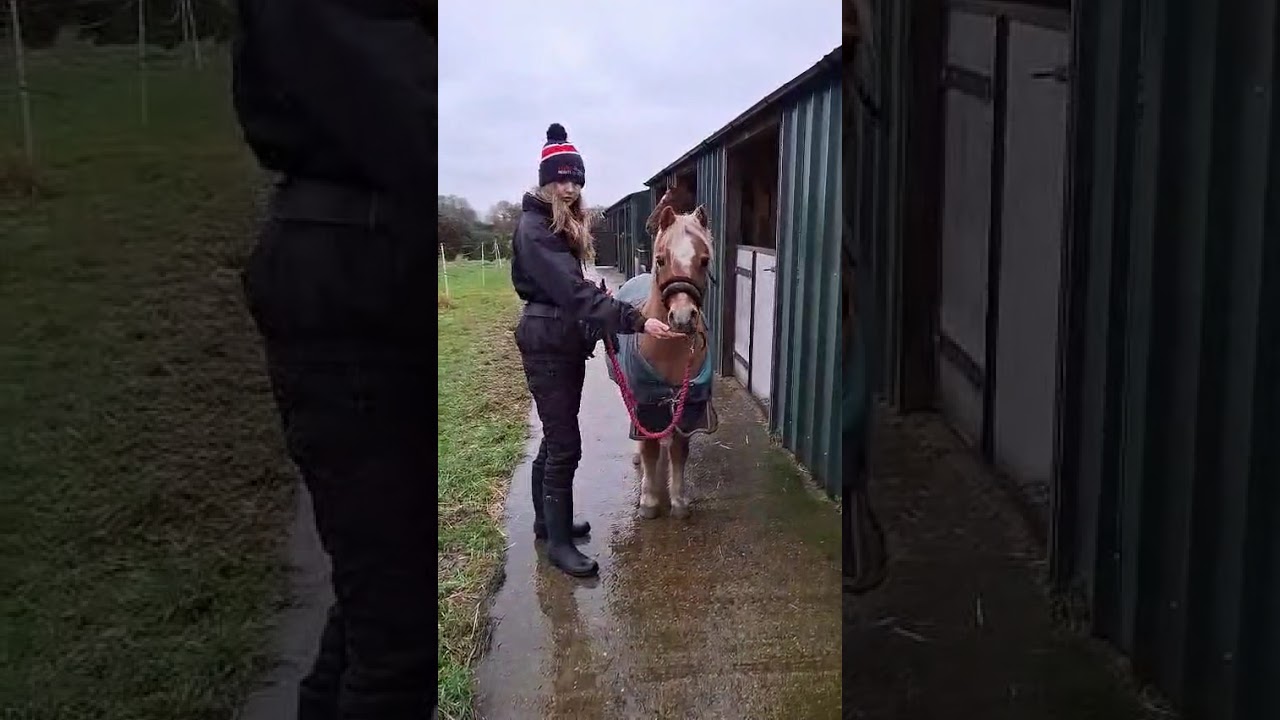 Chesney 3 - ETIETL2 - Walk/trot