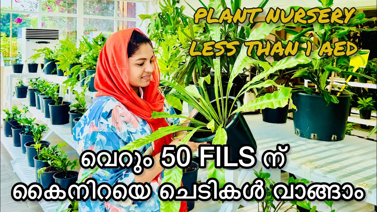 Dubai Municipality Plant Nursery Al warsan || ചെടികൾ ഇത്രയും വില കുറഞ്ഞ് കിട്ടുമോ? 😲 👌🏻