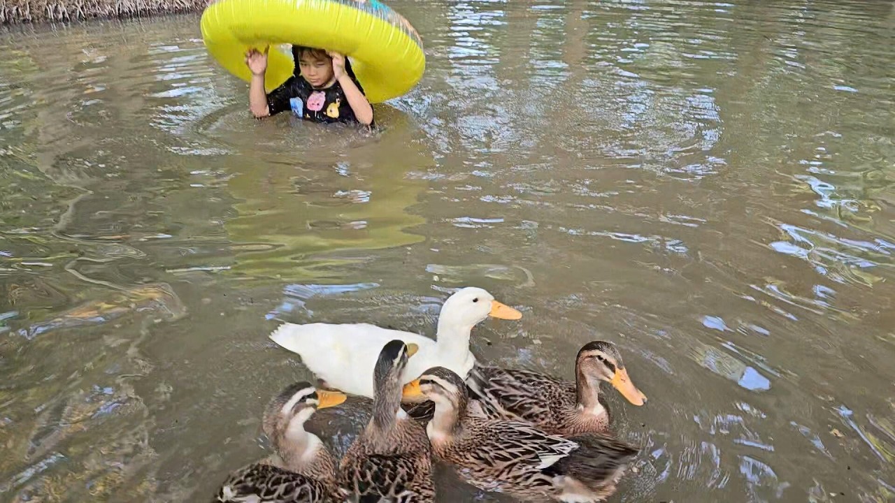 🌊🦆 Muội tắm mương với vịt 💖 Xí Mụi Food 1597