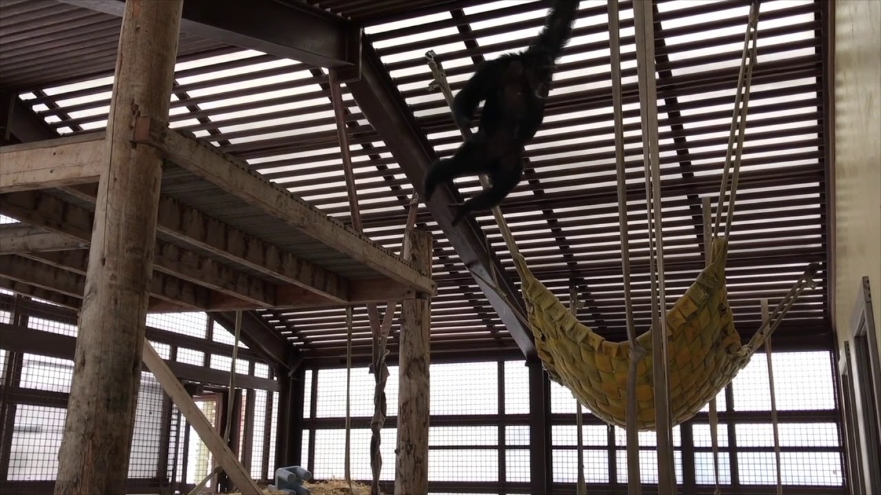 Chimpanzees Displaying