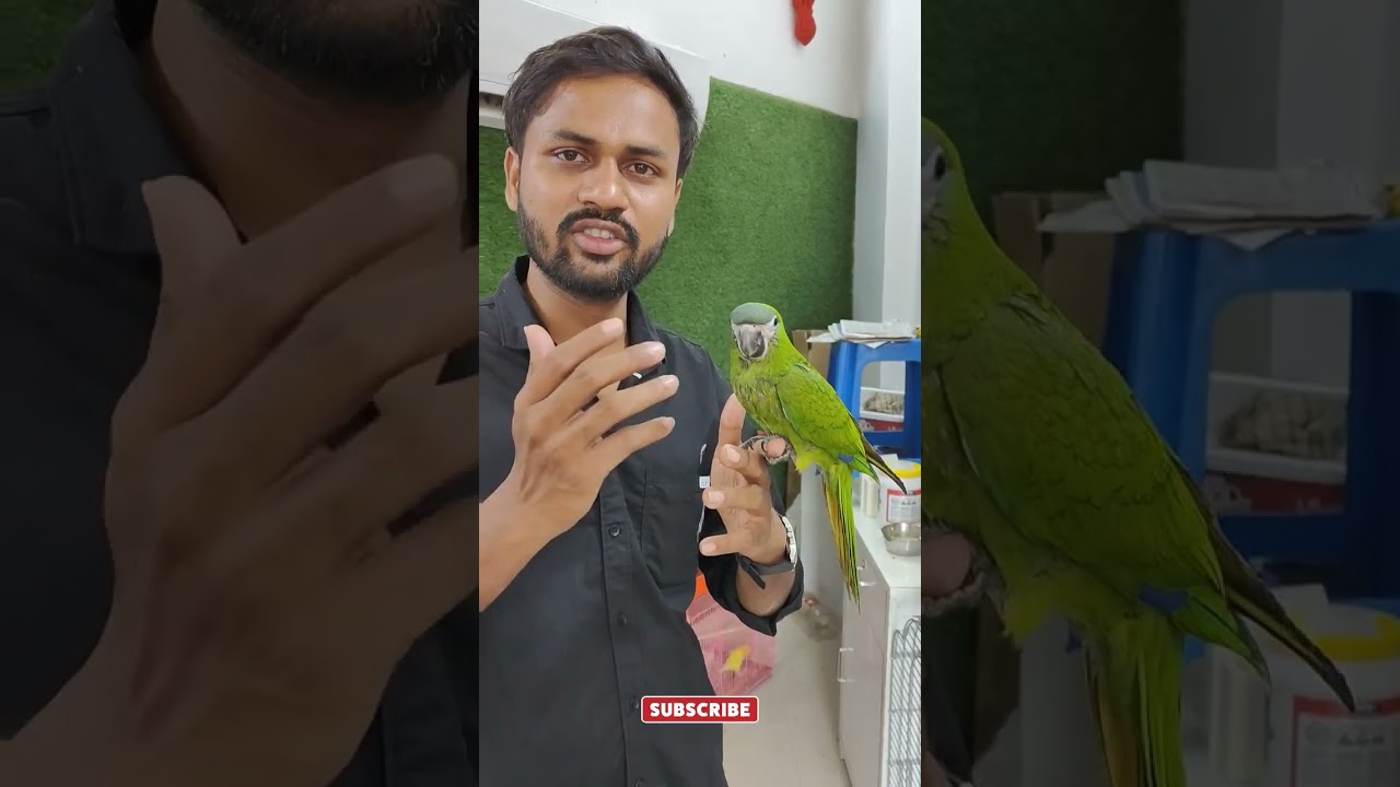 Hans Macaw