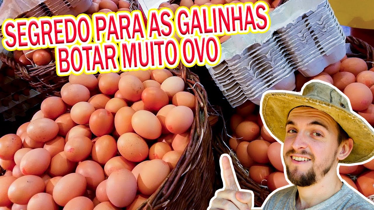 Como fazer a galinha VOLTAR A BOTAR OVOS TODOS OS DIAS? Melhor dica / Mini Sítio