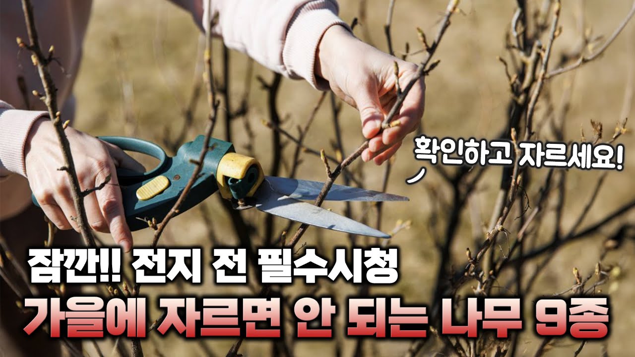 가을·겨울 전지 전 필수시청❗ 가을철 전지하면 안되는 나무 9종을 소개합니다.🍂