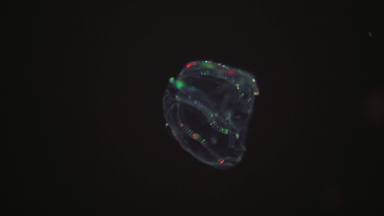 Northern Comb Jelly - Ctenophore closeup | Sony A6400