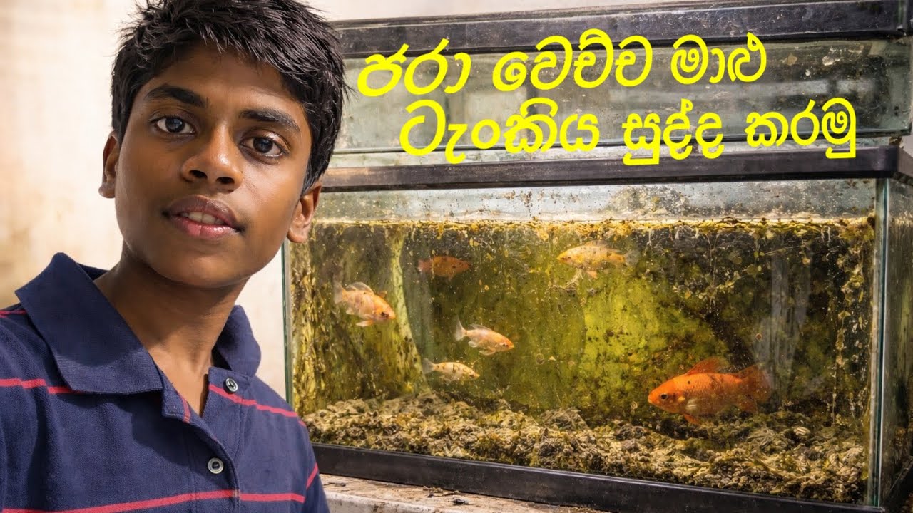 ජරා වෙච්ච මාළු ටැංකිය සුද්ද කරමු vlog 2