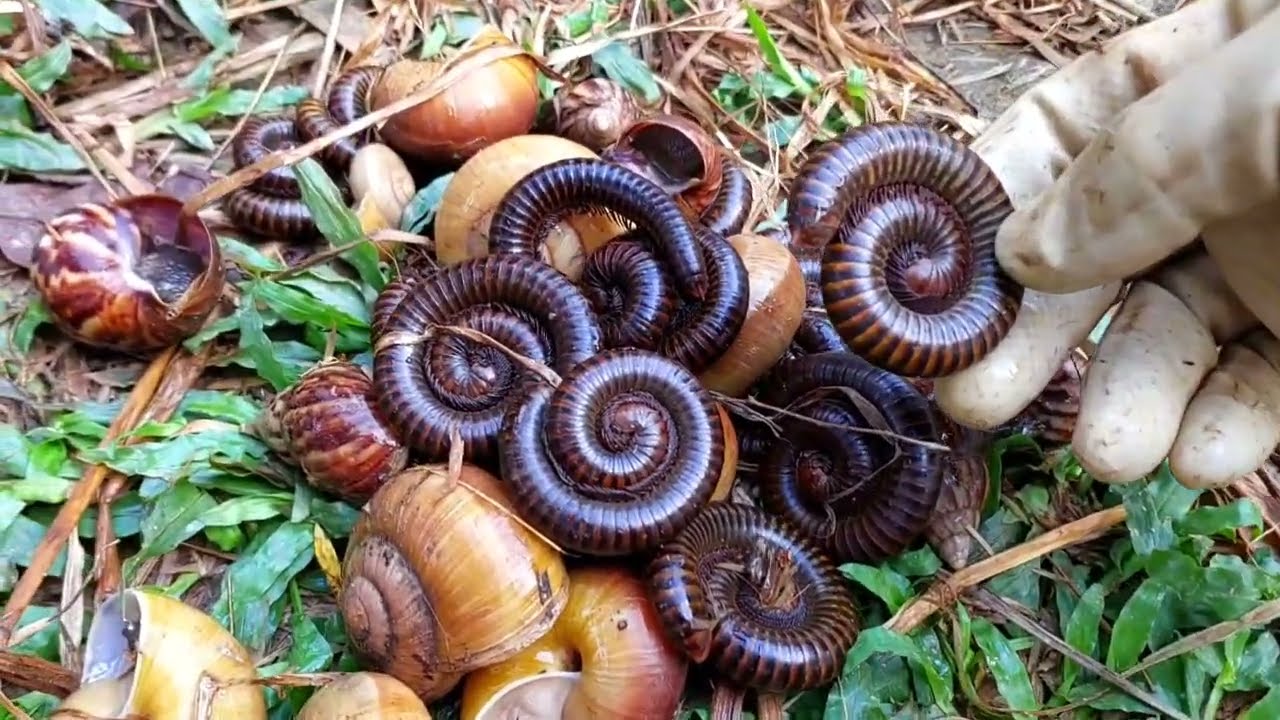 In the morning a snails and a millipedes through the grass#millipedes#snails#