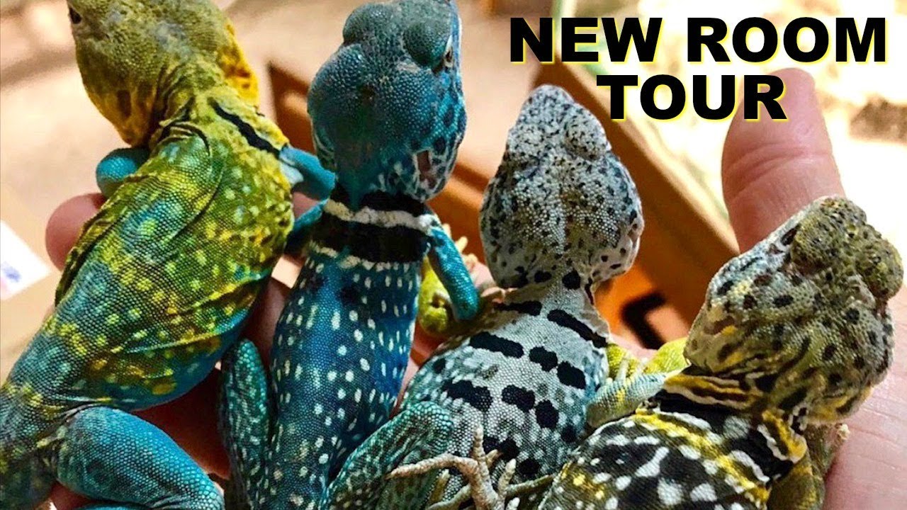 NEW REPTILE ROOM/HOUSE TOUR!