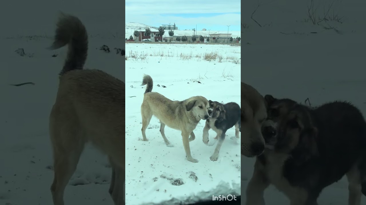 Hava çok soğuk garipler aç kalmasın dayanamazlar 