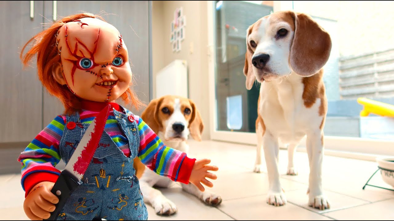 Dogs vs Little Chucky Prank : Funny Dogs Louie & Marie