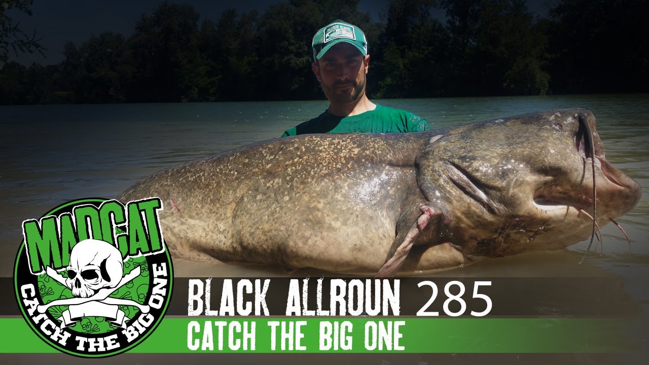 siluro a break line in pieno giorno - big catfish