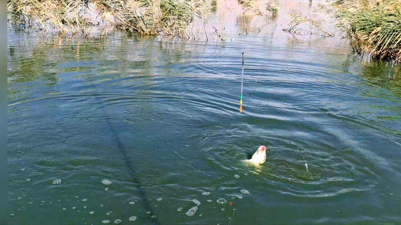 Lökbatan Sazan ovu.Balıq ovu