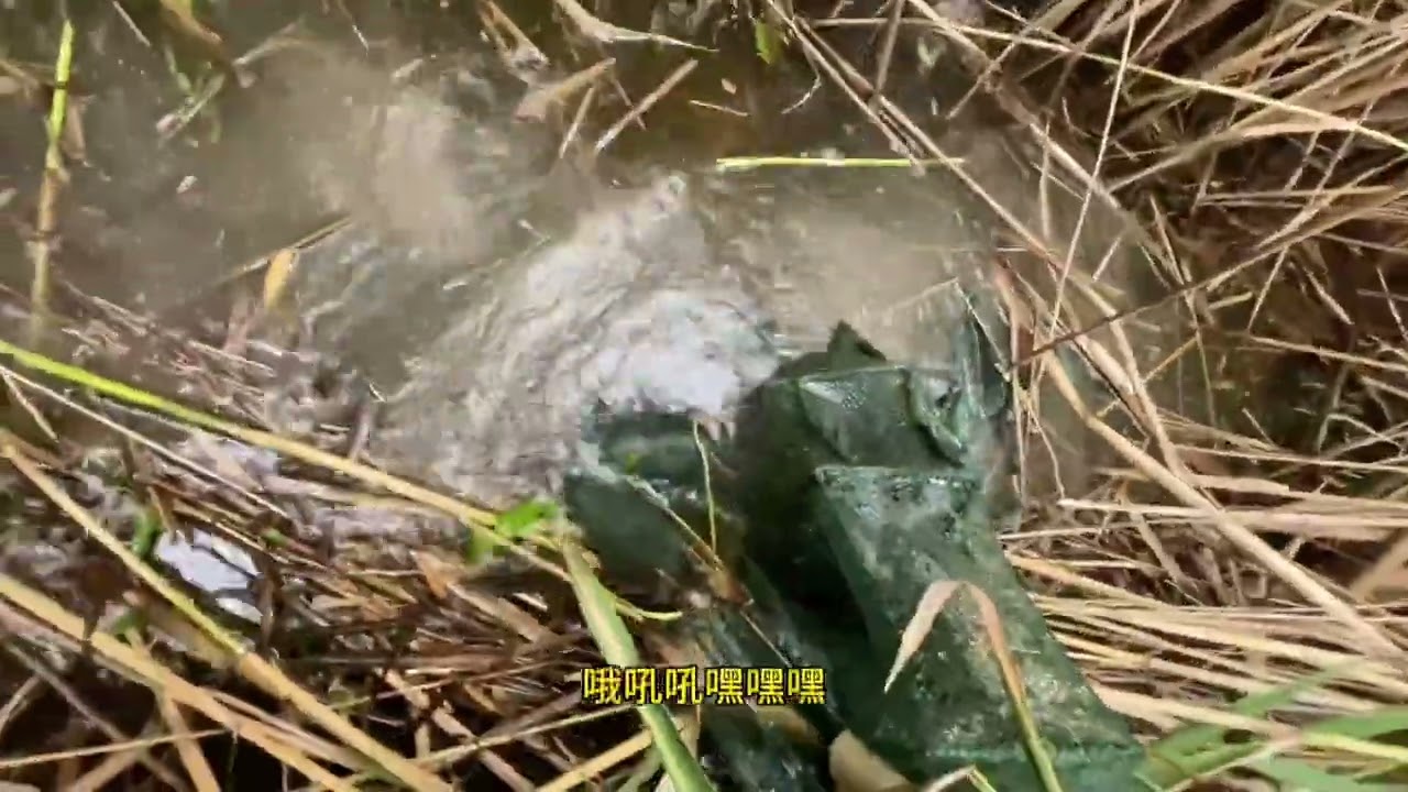 大点干早点散！ #真实户外  #野生黄鳝  #今天的收获