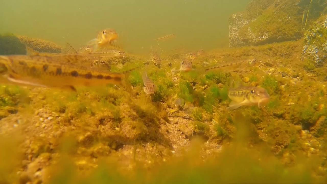 Gründlinge Gobio Gobio fresh-water Cyprinidae