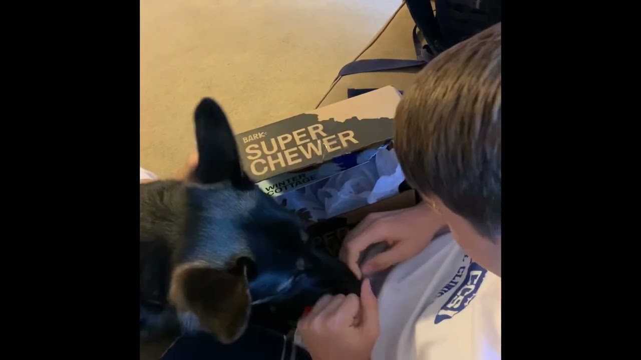 Apollo getting his Bark Box 2019