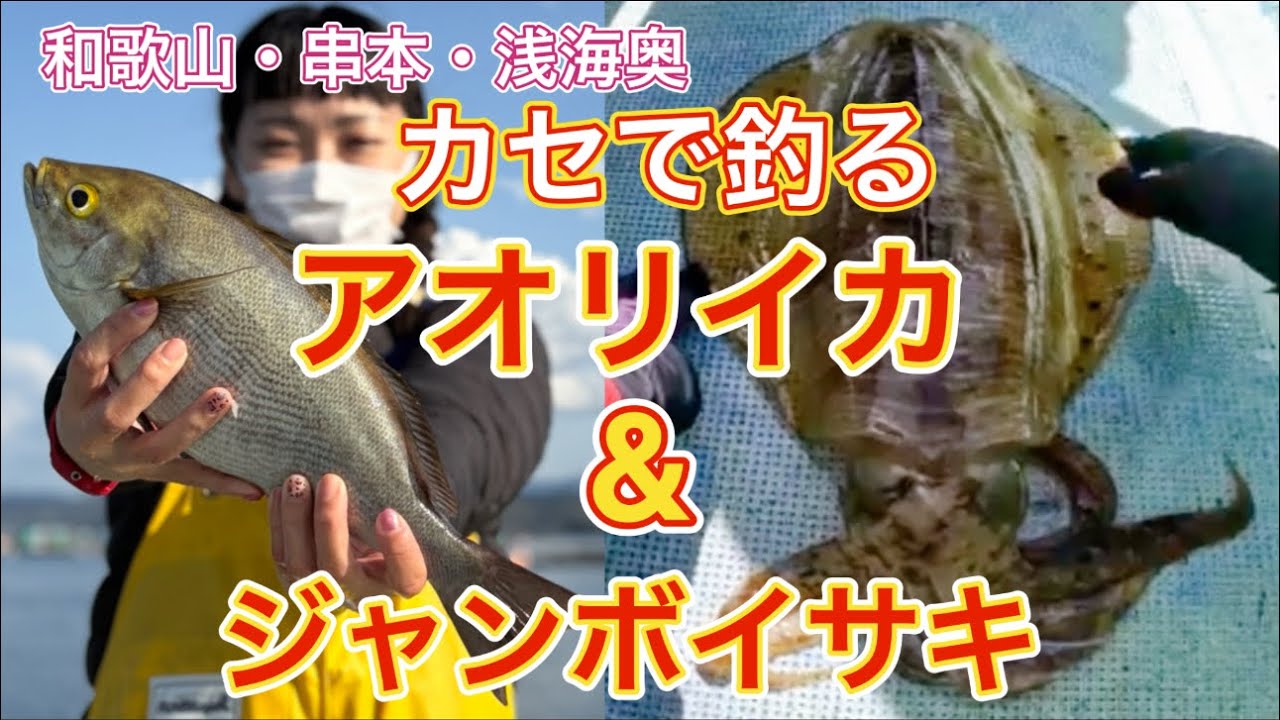 【串本カセ】アオリとジャンボが釣れるカセ釣♡2025.4.4⭐︎谷口渡船