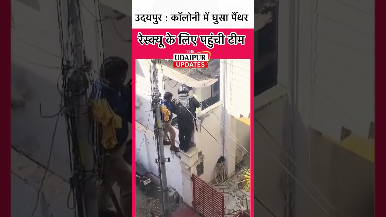 Udaipur Leopard Alert 🚨 घर में कूदा लेपर्ड, कॉलोनी में फैली दहशत | Latest News