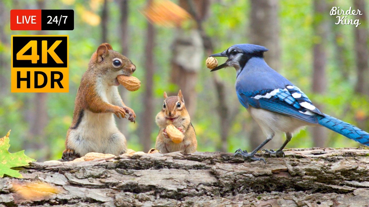 🔴 24/7 LIVE: Cat TV 😺 All Birds, Chipmunks Squirrels are Happy 🐦 Cat Games 4K HDR