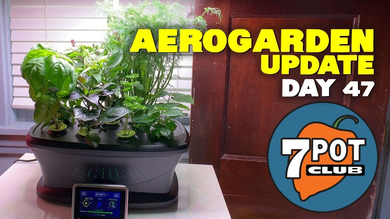 AeroGarden Pepper Growing Update – Day 47