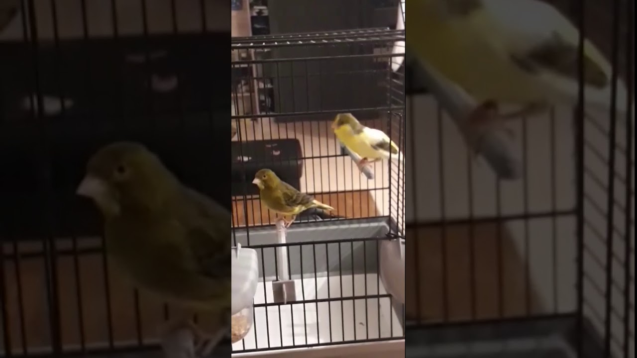 Chant pour accouplement canaris