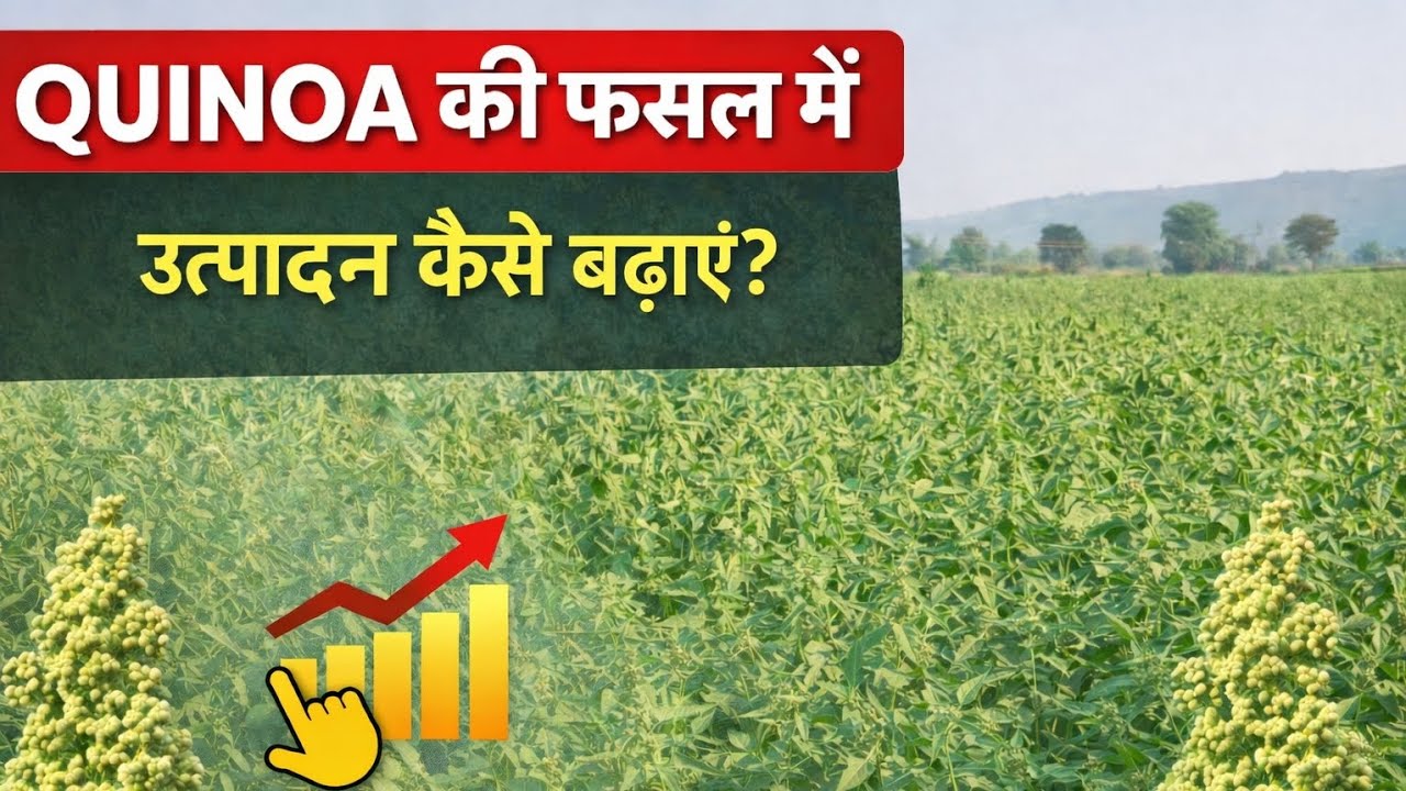 क्विनोआ की खेती में बेहतर उत्पादन के तरीके | Quinoa Farming in India