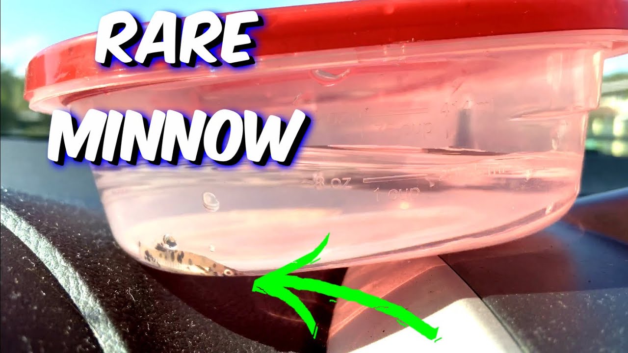 Transporting RARE EXOTIC Spotted Minnow Into NEW AQUARIUM - A1A Adventures