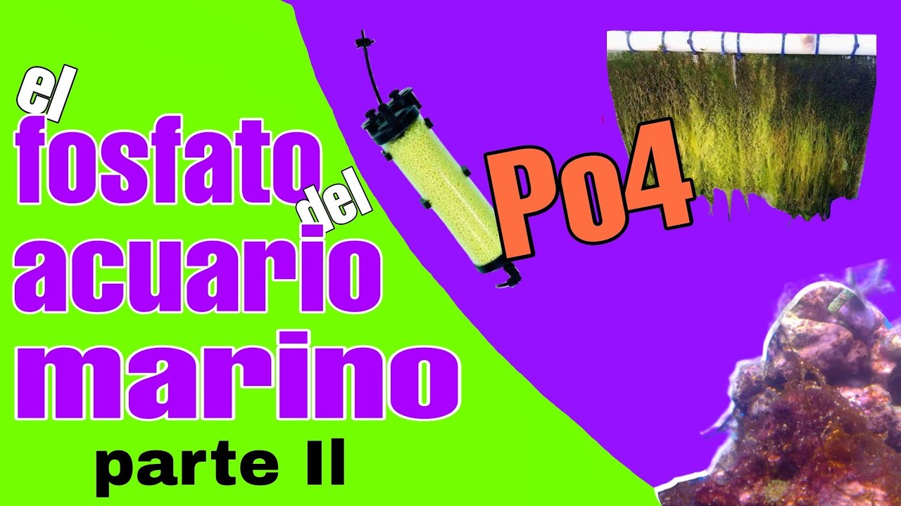 Fosfatos del acuario marino parte 2