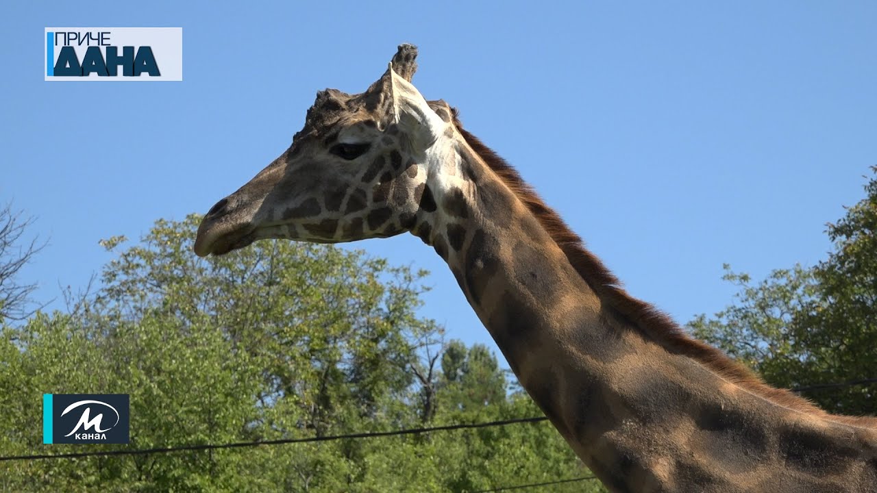 Zaštitni znak ZOO vrta Jagodina   žirafa Jovanča