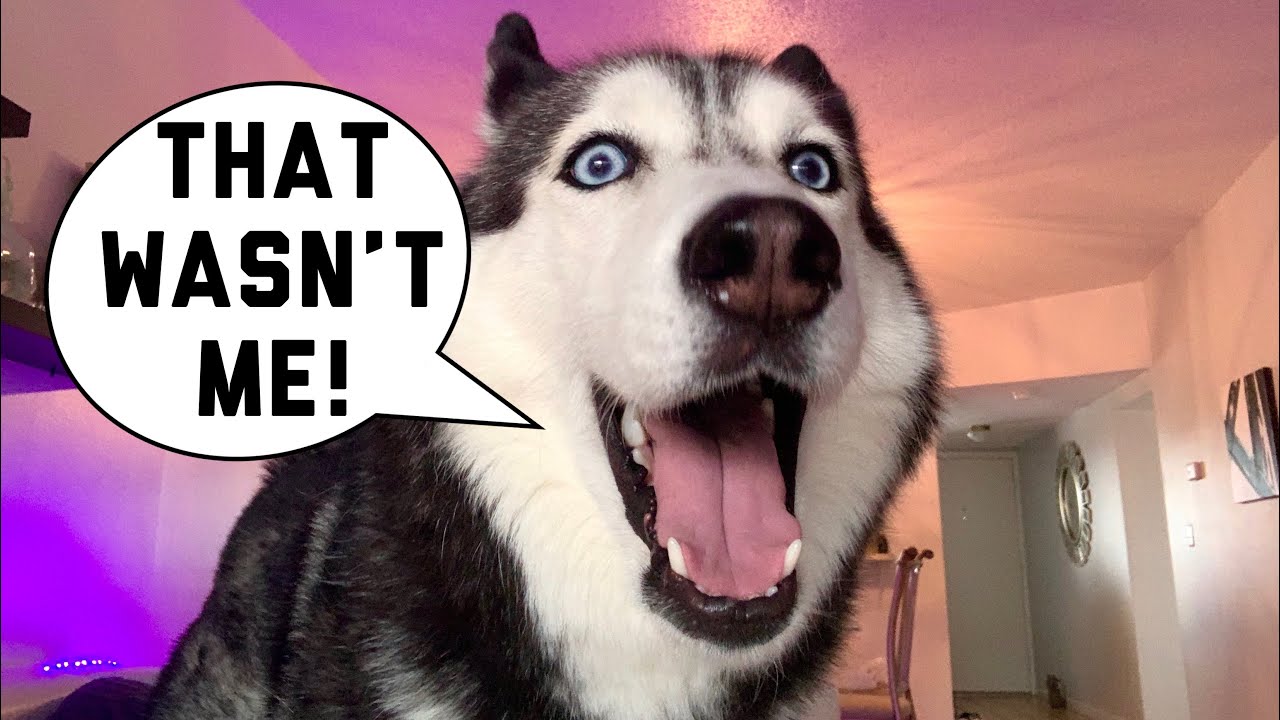 HILARIOUS Talk With Meeka! (SHE FARTED) 🤦‍♀️🤣