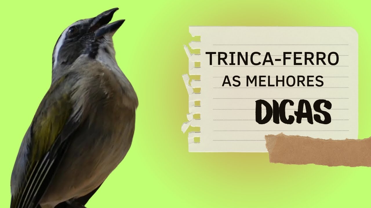 5 VERDADES QUE VOC&Ecirc; PRECISA SABER NA HORA DE ESCOLHER E LEVAR UM TRINCA-FERRO PARA CASA
