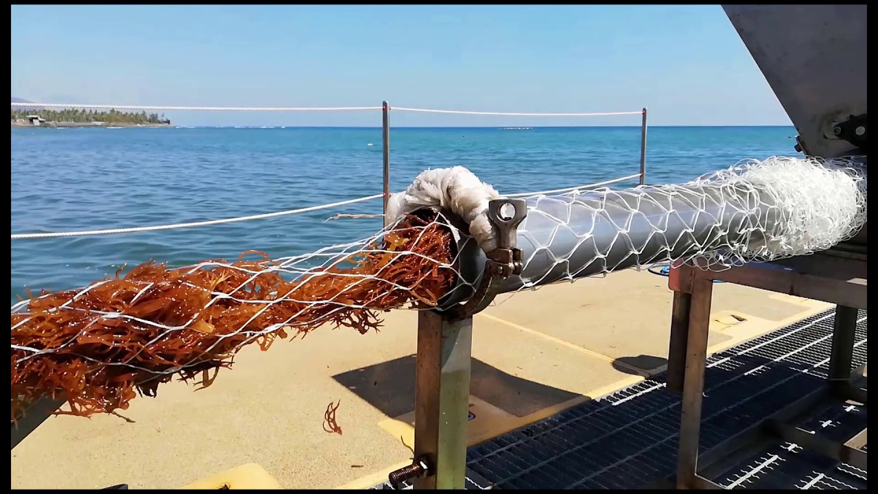 Spira garvey dory farms seaweed in Bali Sea