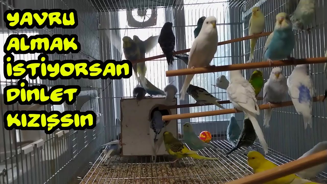 Muhabbet Kuşu Kızıştırma Sesi l Kuşunuz Çıldıracak l Dinletin Çiftleşsin