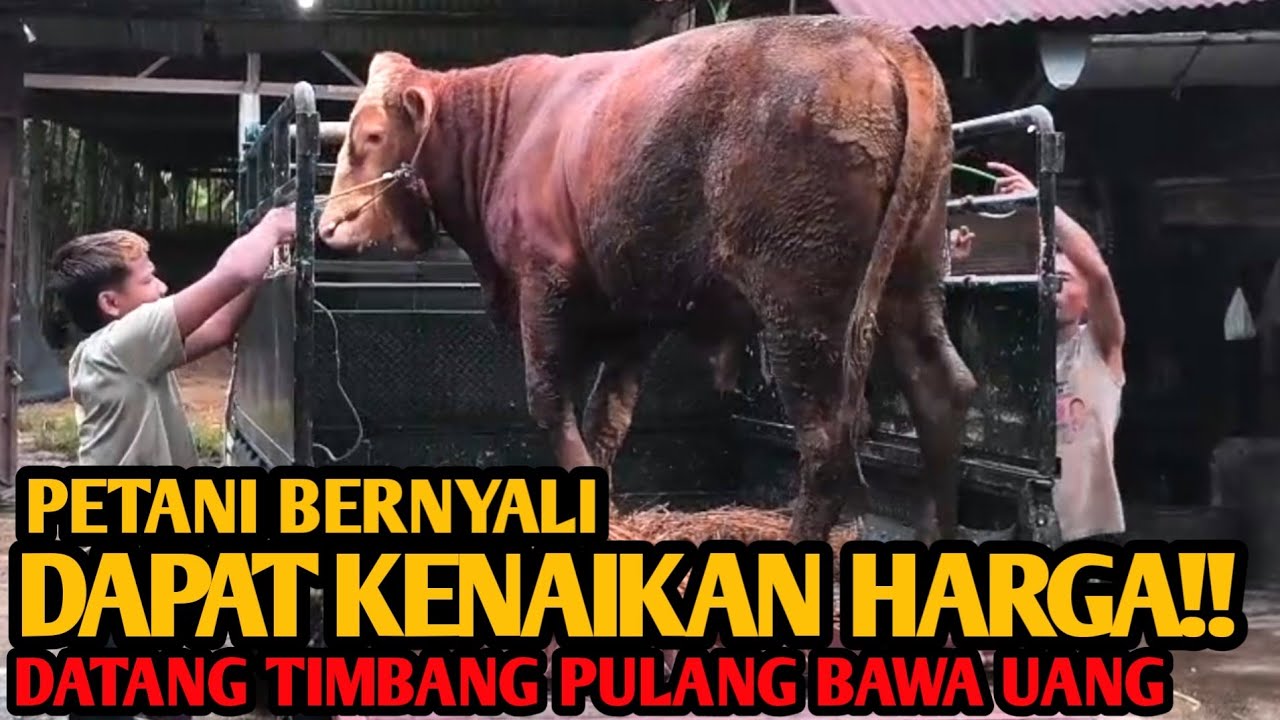 Petani BERNYALI‼️Dapat Kenaikan Harga. Datang Timbang Pulang Bawa Uang