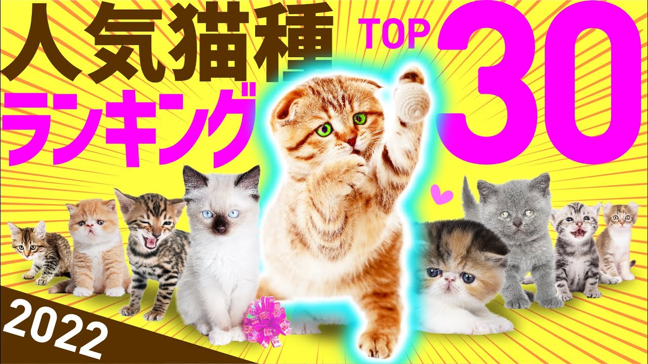 2022 Последние | Топ-30 самых популярных пород кошек
