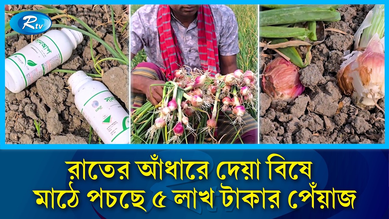 বি/ষ ছিটিয়ে এক রাতেই নষ্ট করা হলো কৃষকের ৬ বিঘা পেঁয়াজ ক্ষেত! | Onion | Rtv News