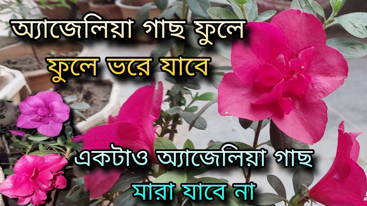 অ্যাজেলিয়া গাছ ফুলে ফুলে ভরে যাবে / একটাও গাছ মারা যাবে না / Azalea plant care in winter 