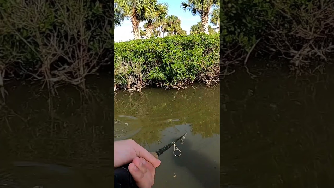 Snook DESTROYS live mullet #inshorefishing #snookfishing #snook #livebaitfishing #floridafishing