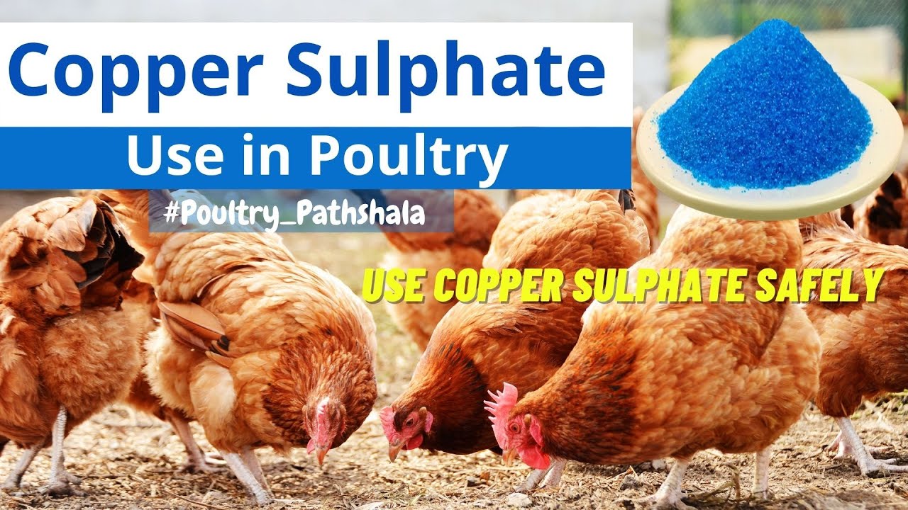 #CopperSulphate use in Poultry WhatsApp 9871584101 पोल्ट्री में #कॉपर सलफेट का उपयोग #coppersulphate