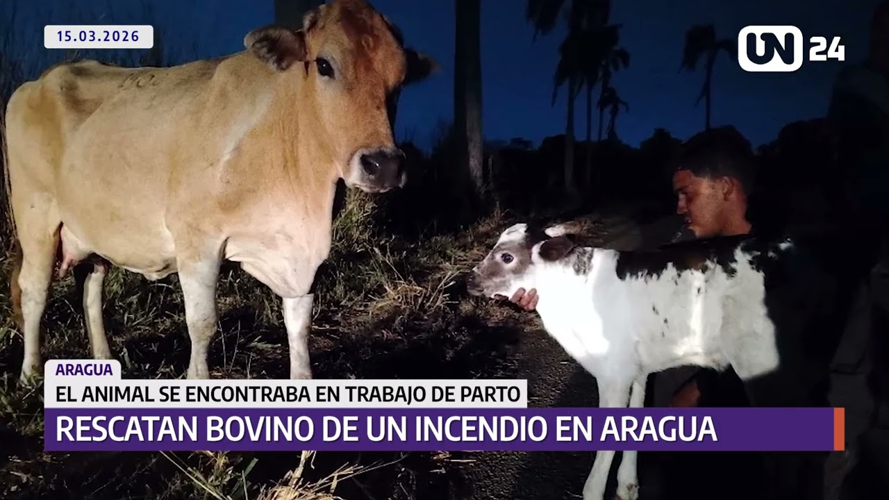 Rescatan a vaca en labor de parto durante incendio en Aragua