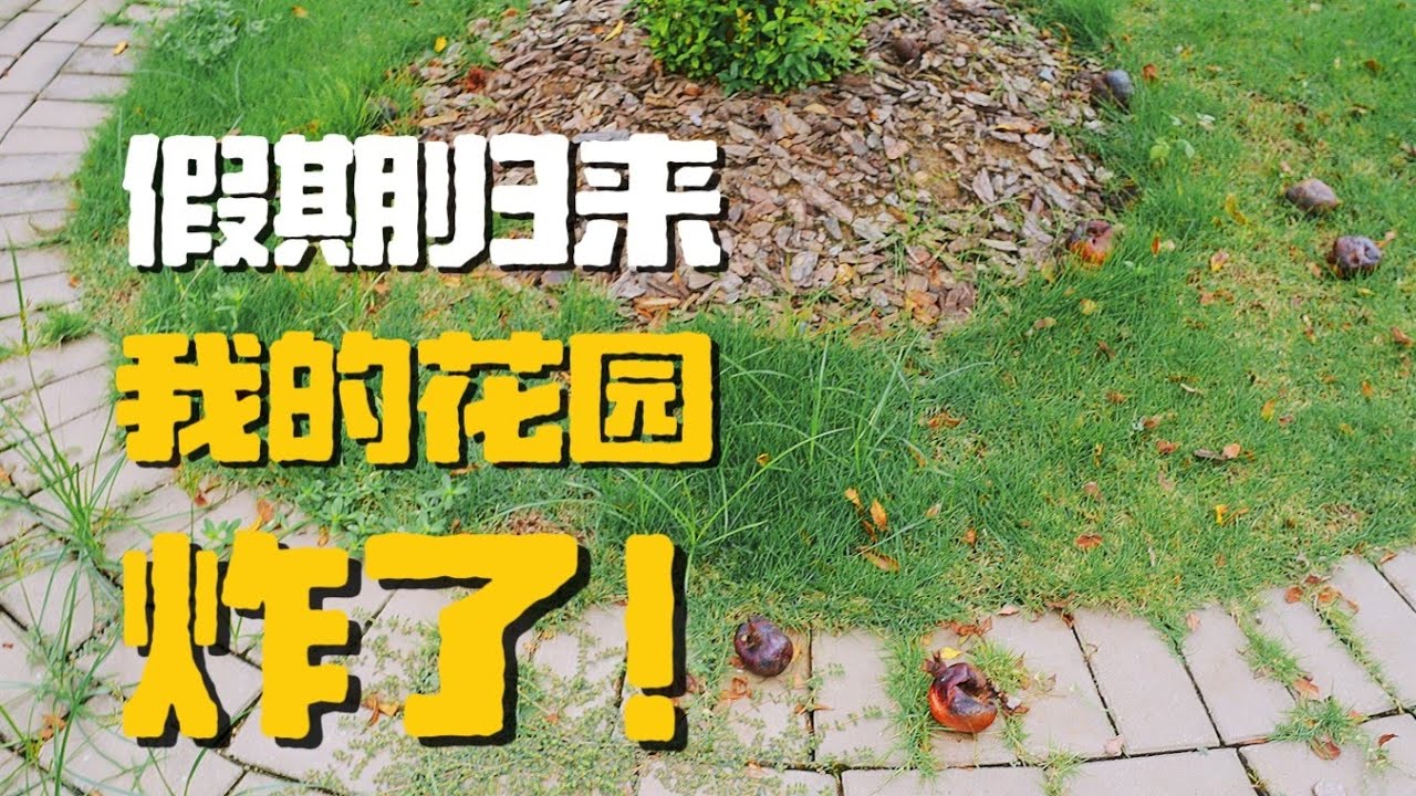 假期归来 我的花园 炸了！谁强谁弱一镜到底